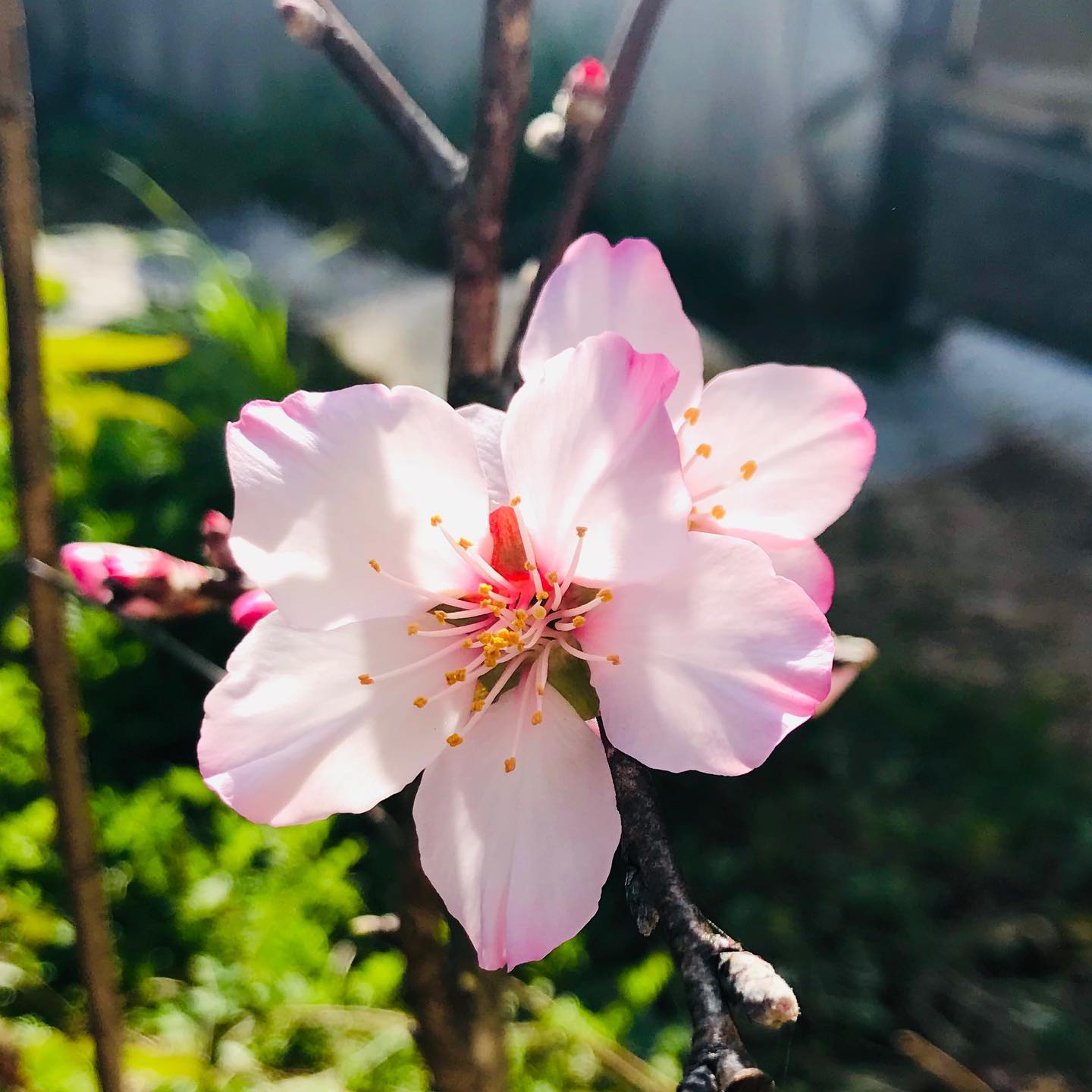 春　blossom of almond, same kind of sakura. #okayama #japan #spring #blossom #sakura #now