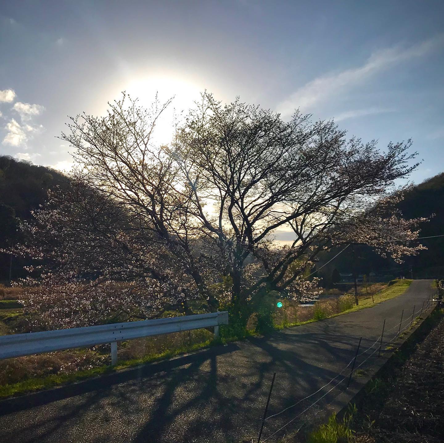 桜春　sakura spring #okayama #yakage #deepjapan #sakura photo by t.yokoyama