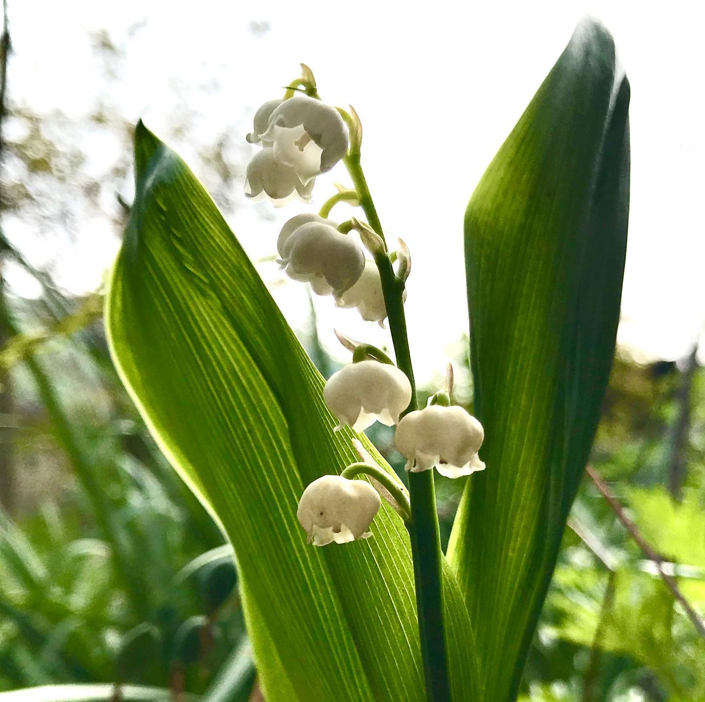 スズラン german suzuran - lily of the valley. #suzuran #may #earlysummer #okunippon …okunippon.com/ photo by t.yokoyama