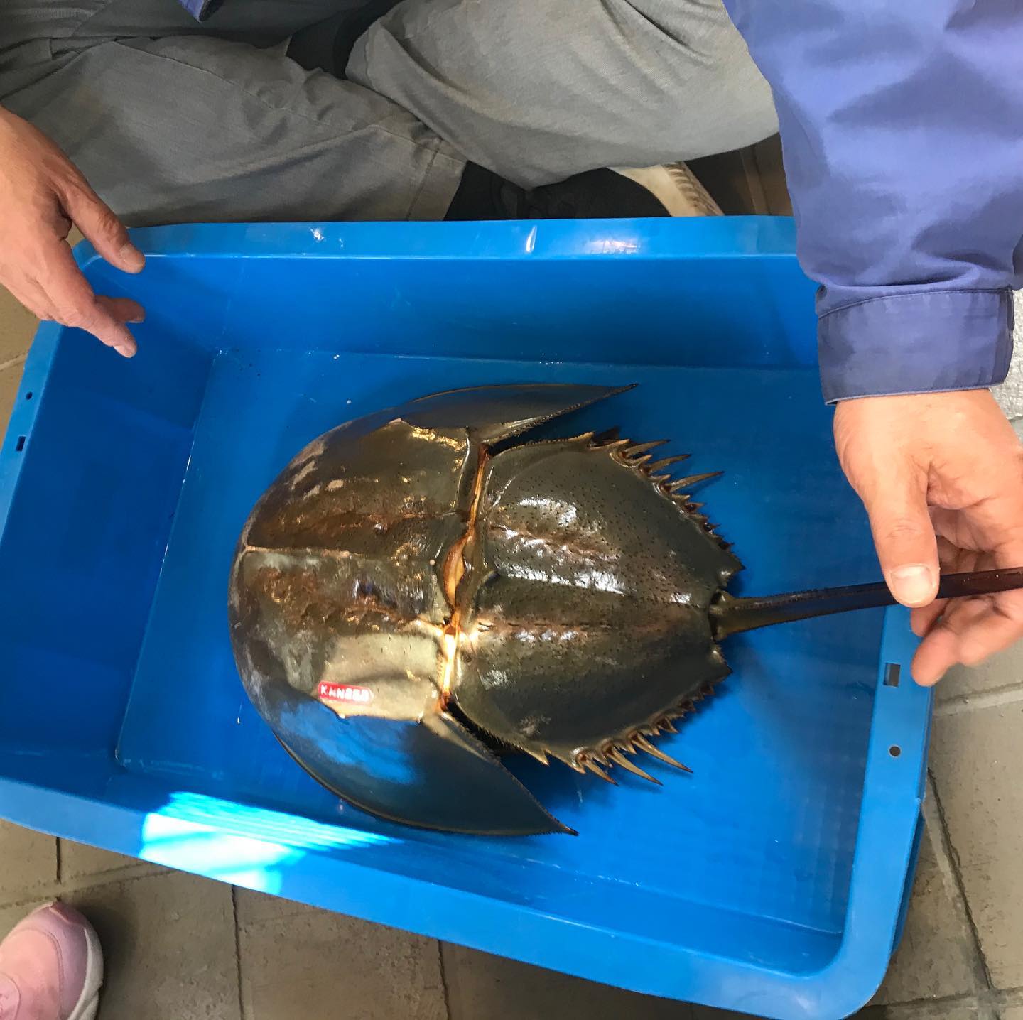 カブトガニ　kabuto gani - horseshoe crab, is not a kind of crab but spider... living from ancient times ago with dino etc... #笠岡　#瀬戸内海　#岡山　#カブトガニ博物館