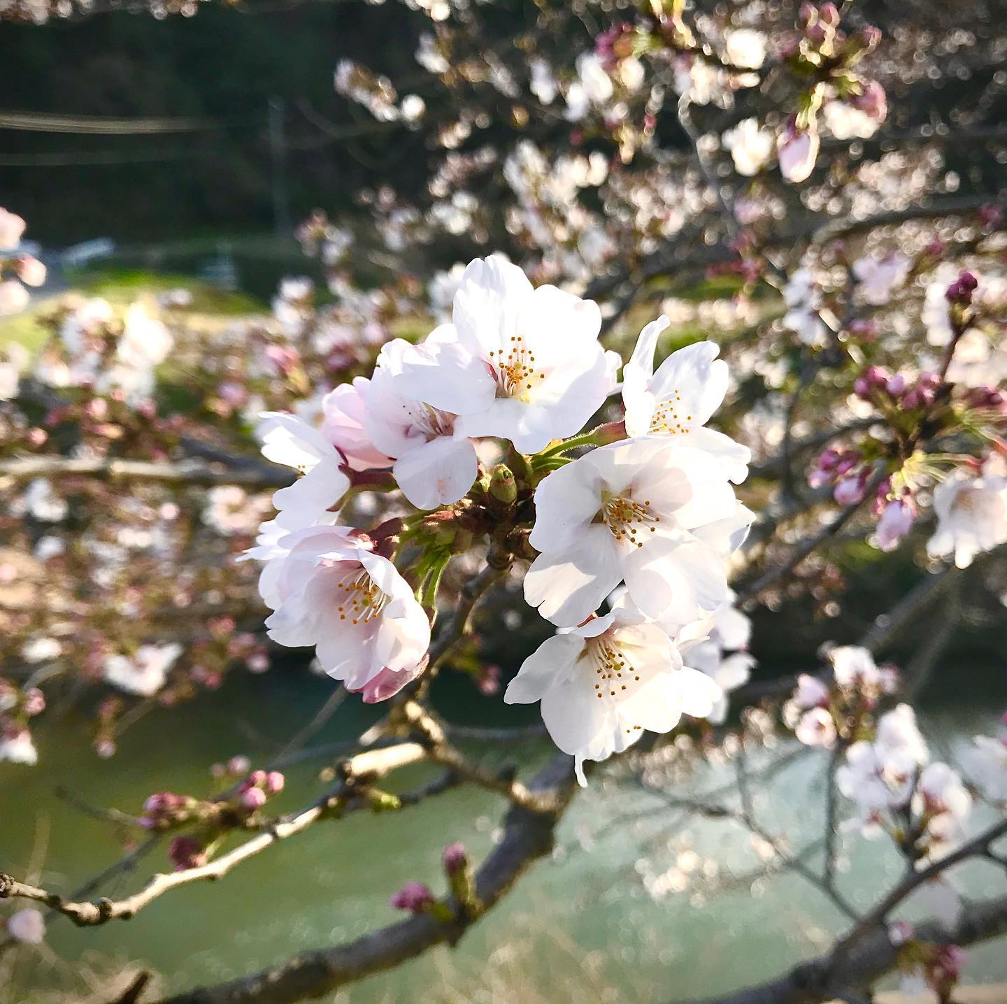#sakura #spring #deepjapan #okunippon …okunippon.com/ 
photo by t.yokoyama