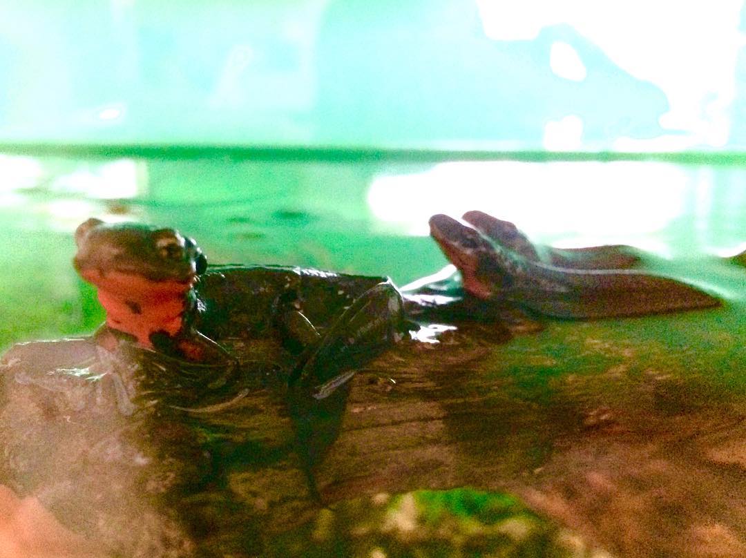 アカハライモリ　japanese fired-bellied newt, pausing on surface of water. #cynopspyrrhogaster #okunippon …okunippon.com/ photo by t.yokoyama