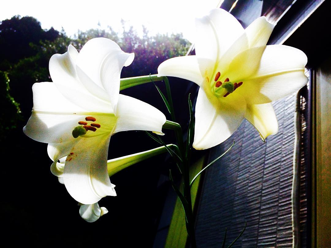 ゆり　百合　テッポウユリ　easter lily - lilium longiflorum. if you see it at night, you feel somebody standing there because she has white shape in shadow. but very good smell, you will find her at once invisibly.